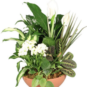 Blooming Dish Garden Green & Blooming Plants