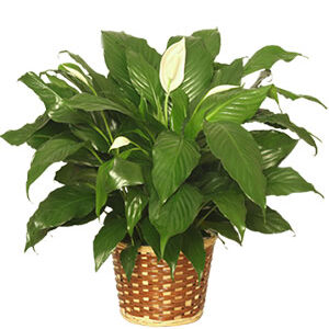 PEACE LILY PLANT   Spathiphyllum clevelandii