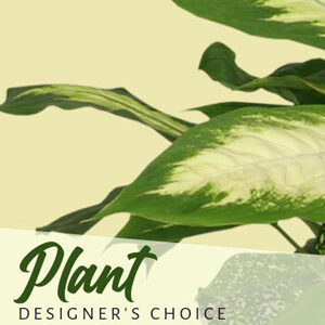 Plant Designer's Choice