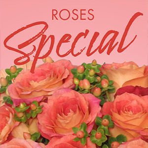Special of Roses Designer's Choice