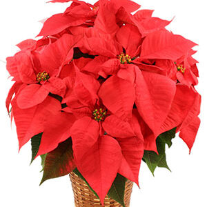 Vibrant Red Poinsettia Flowering Plant